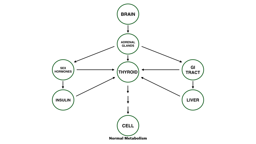 Normal Metabolism Graphic