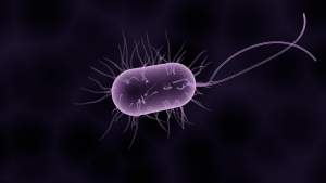 lab image of bacteria