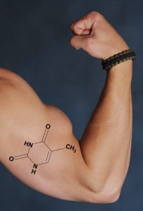 Bicep with an illustration of protein's chemical makeup